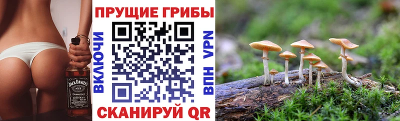 купить   Талдом  Псилоцибиновые грибы MAGIC MUSHROOMS 